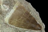 Mosasaur (Prognathodon) Tooth In Rock - Morocco #98299-1